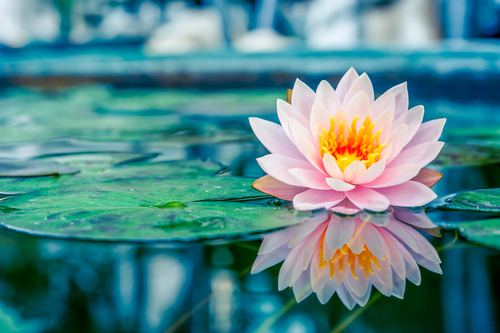 Beautiful,pink,lotus,,water,plant,with,reflection,in,a,pond