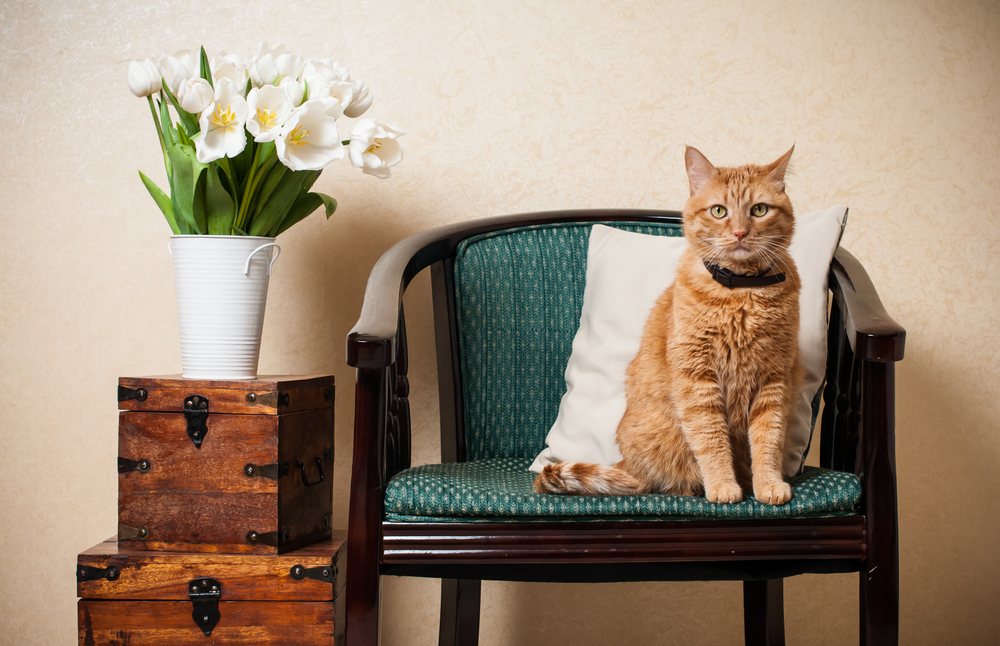 Home,interior,,cat,sitting,in,an,armchair,,a,wall,and