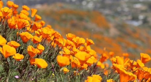 Beautiful,orange,poppies,blooming,during,super,bloom,in,california